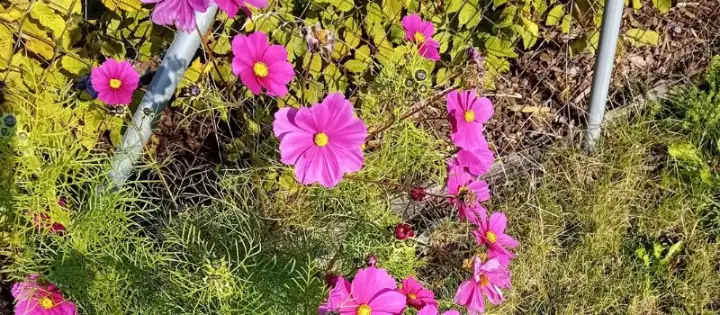 grow flowers from seeds cosmos