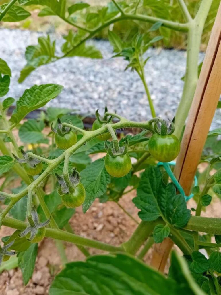 how to plant tomatoes from seeds