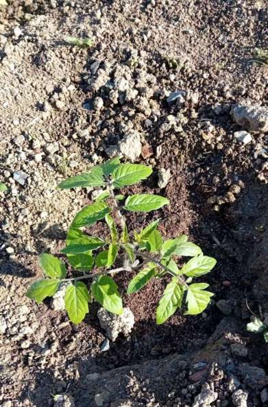 how to plant tomatoes from seed