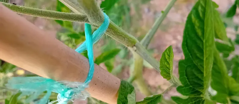 How to grow tomatoes from seeds: tying tomato plant to a stick