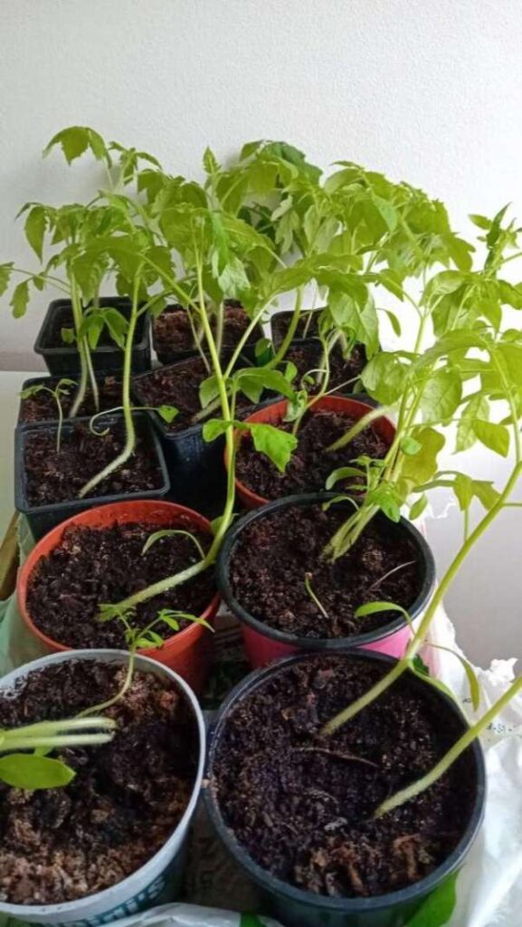 how to grow tomatoes from seeds