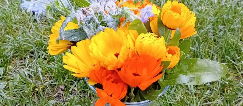 Grow flowers from feeds Calendula