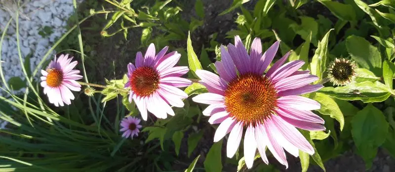 grow flowers from seeds Coneflower _ Echinacea 2