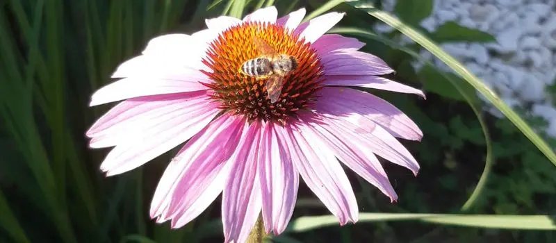 grow flowers from seeds Coneflower _ Echinacea