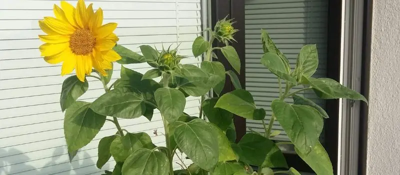 grow flowers from seeds balcony sunflower