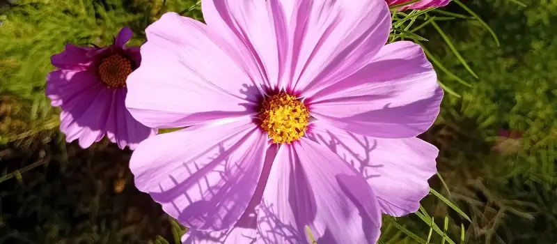 grow flowers from seeds cosmos (2)