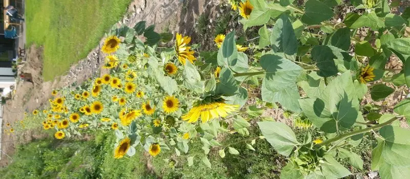 grow flowers from seeds sunflower row