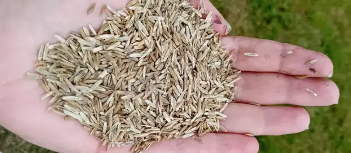 handful of seeds: Easy-to-follow steps for lawn care