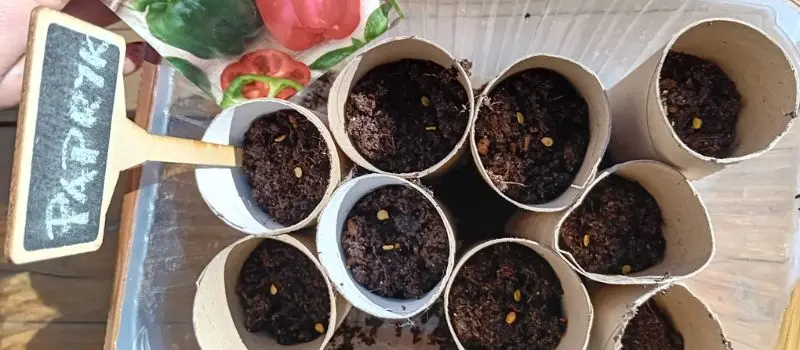 Bell pepper starting seeds indoors