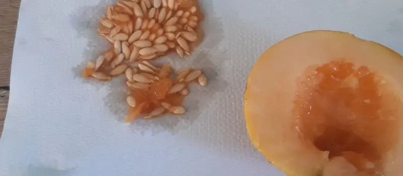 saving seeds from food