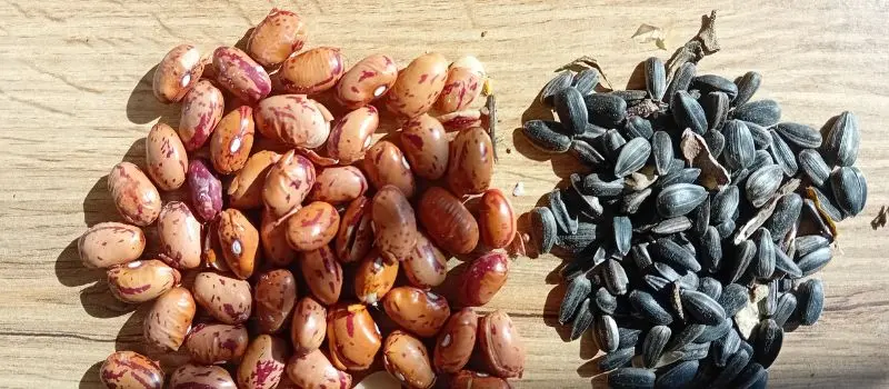starting seeds indoors