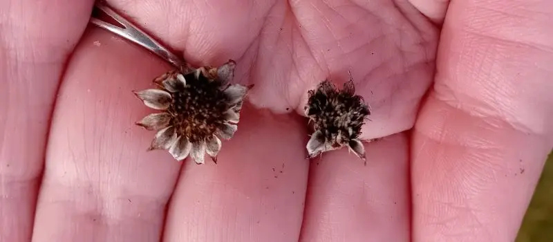 saving seeds from flowers