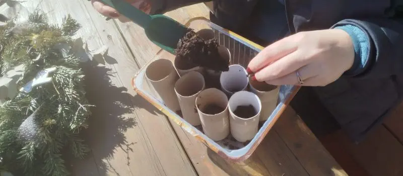 starting seeds indoors - process