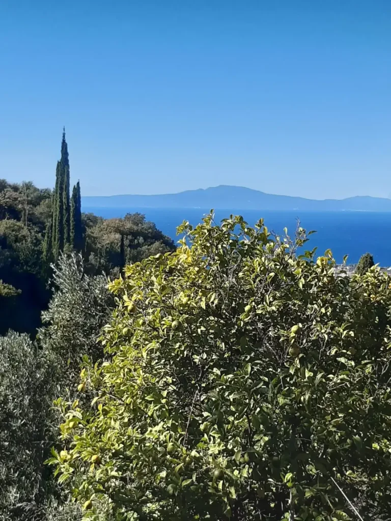 Olive tree in a first shot with blue sky and see in the background. there is also a view of another peninsula at the very back of the photo. 