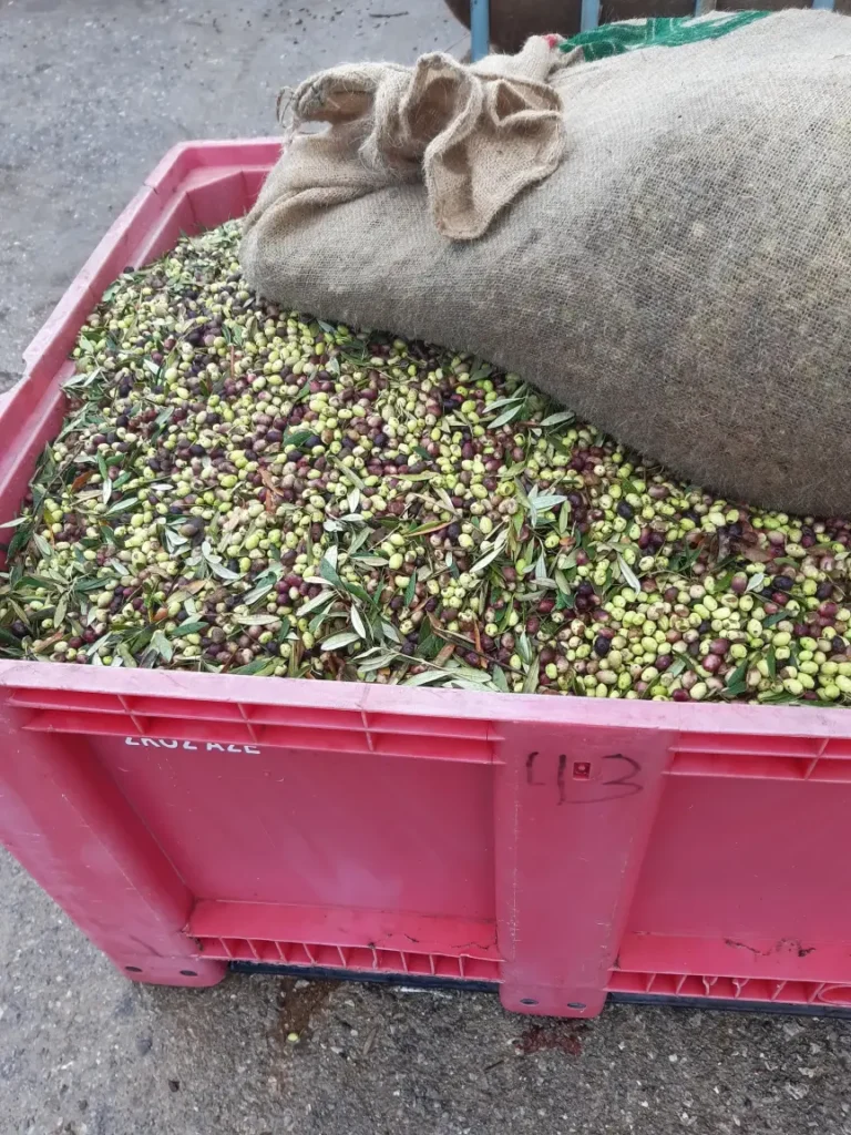 olives in a large container