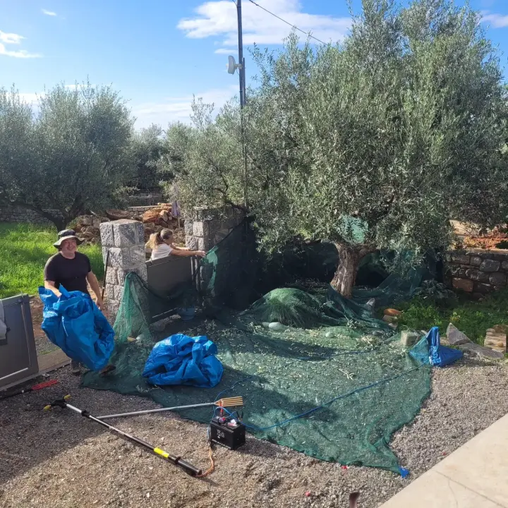 olives collection with large net under the olive tree