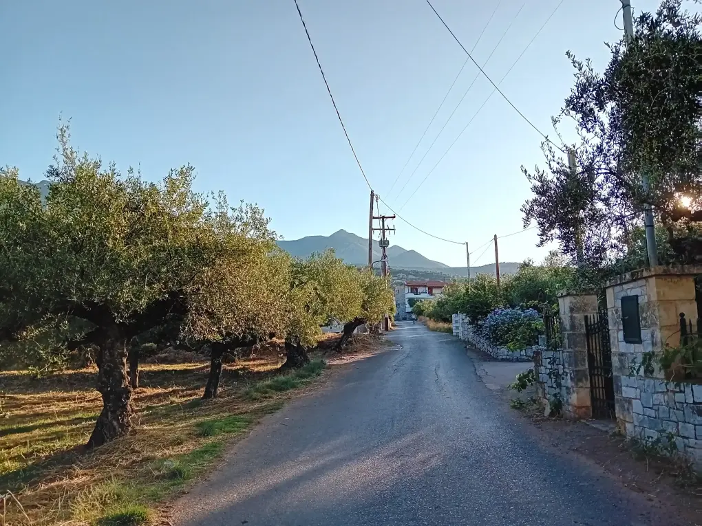 picture of West Mani region showing a road with blue sky and many olive trees in warm sun