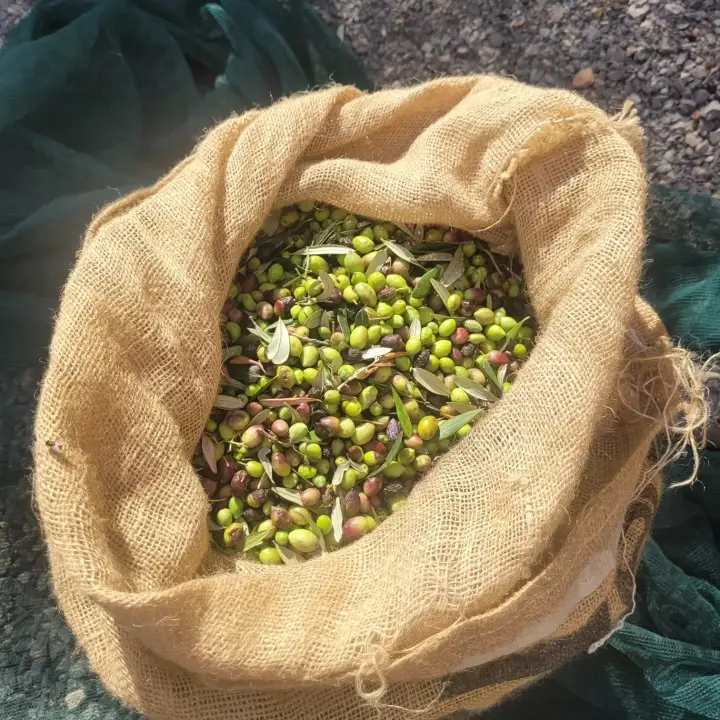 a sack of olives in a warm sun