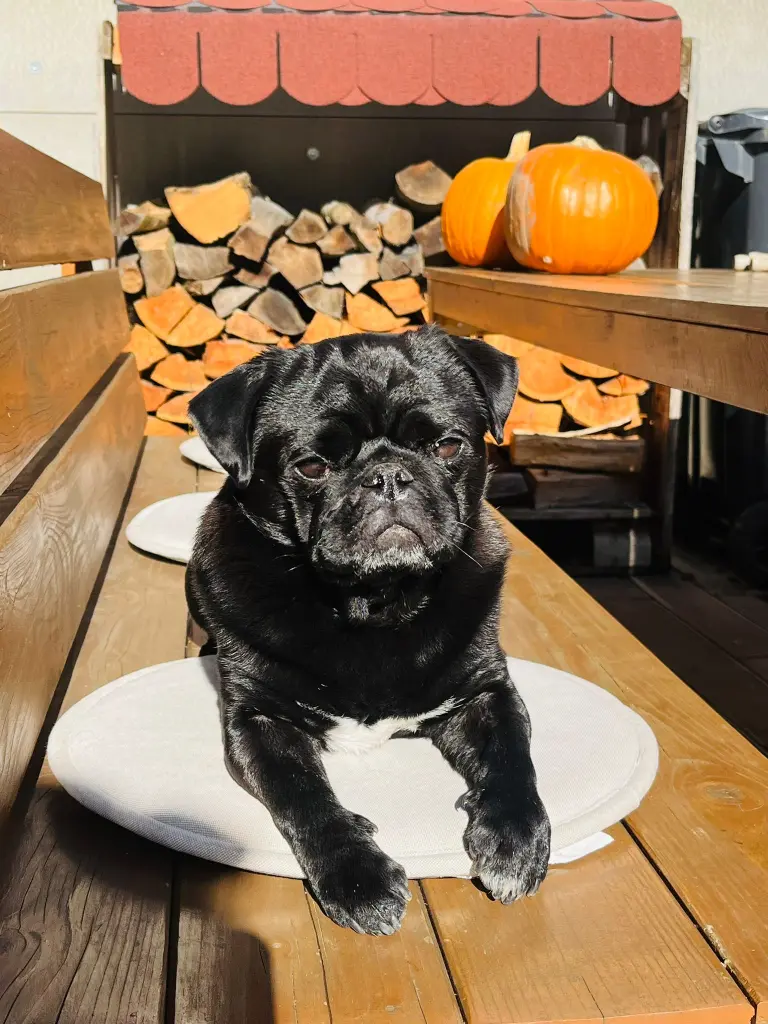 Dolphin the Pug chilling on a bench with wood and pumpkins in the background